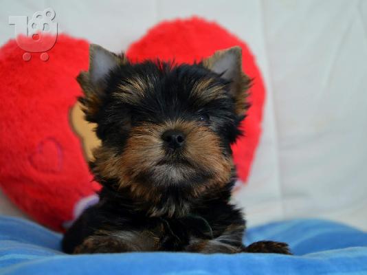 Φανταστικά Yorkshire terrier