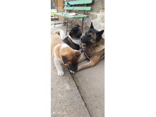 American Akita - Αμερικανικό Ακίτα