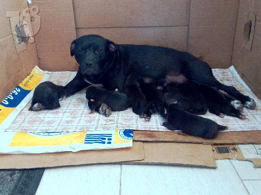 Άριστα Κουτάβια Πίτμπουλ