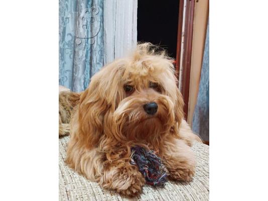 PoulaTo: Havanese Bichon αρσενικό διαθέσιμο για αναπαραγωγή