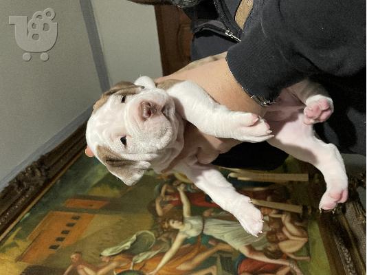 pit bull