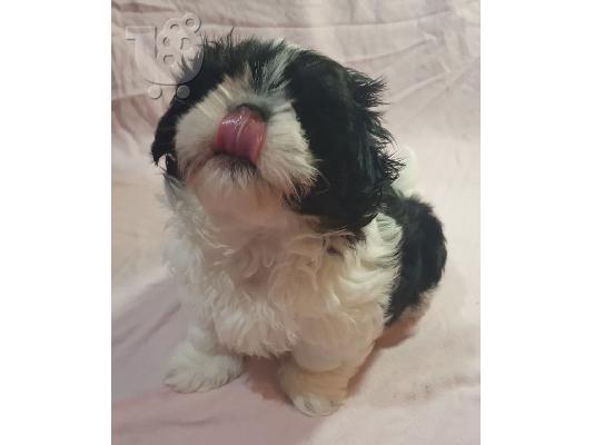 PoulaTo: Fanji Shih Tzu