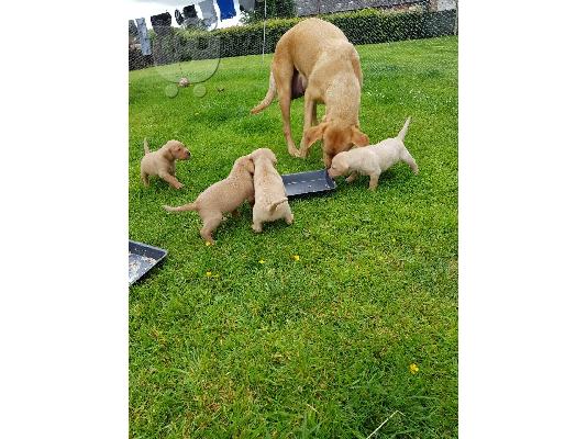 Τα κουτάβια Labradol είναι διαθέσιμα για rehome