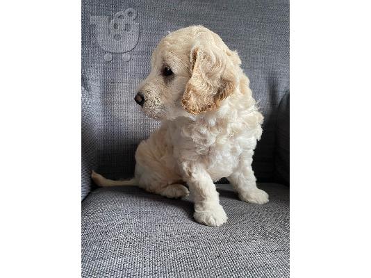 Όμορφα κουτάβια Goldendoodle Γονείς που έχουν δοκιμαστεί για την υγεία...