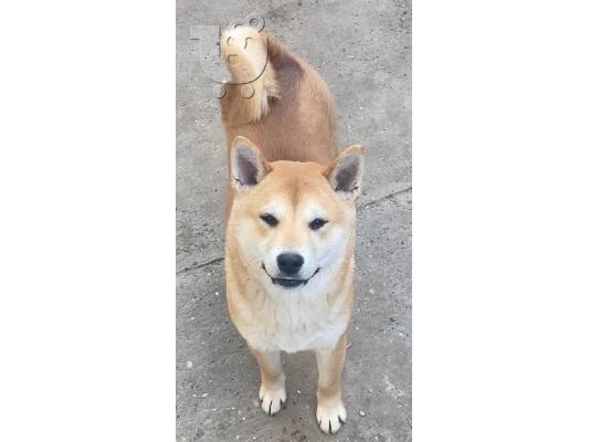 PoulaTo: Shiba inu κουτάβια