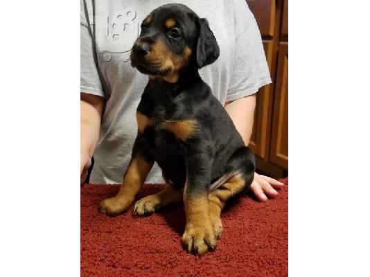 PoulaTo: Όμορφα κουτάβια Doberman Pinscher