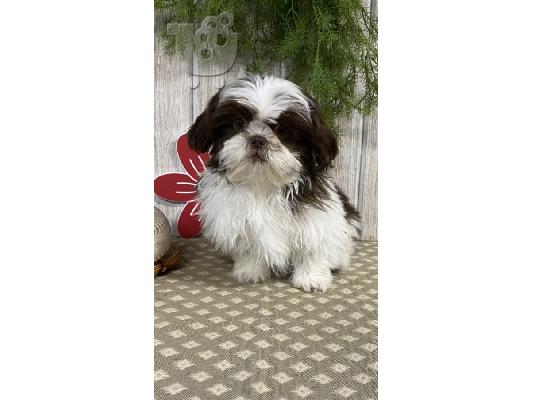 PoulaTo: Όμορφα κουτάβια Shih Tzu