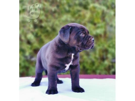Cane Corso Kane Korso ΚΟΡΥΦΑΙΑ ΠΟΙΟΤΗΤΑ