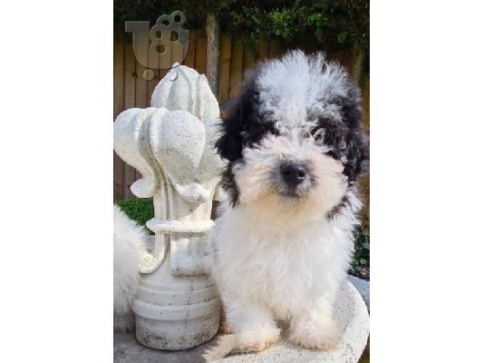 Όμορφα κουτάβια Havanese