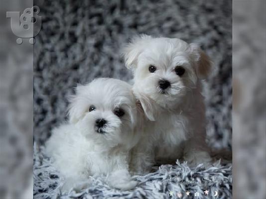 PoulaTo: Μαλτέζ μίνι (Maltese mini)