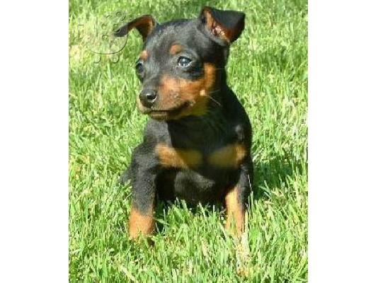 Μικροστοιχεία Pinscher κουτάβια.