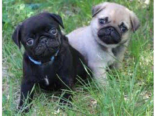 PoulaTo: Παγκ μοπς PUG Mops