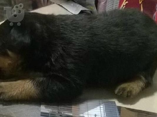 Rottweiller