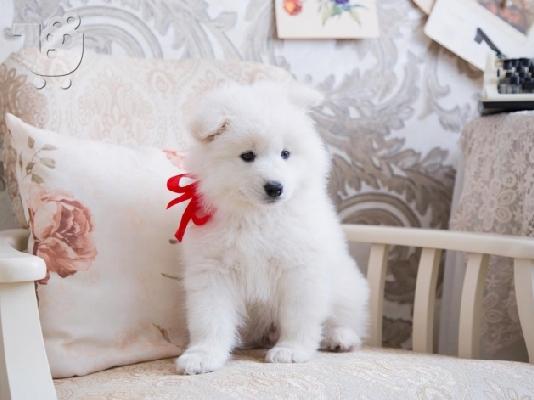 PoulaTo: Καθαρόαιμα κουτάβια Samoyed