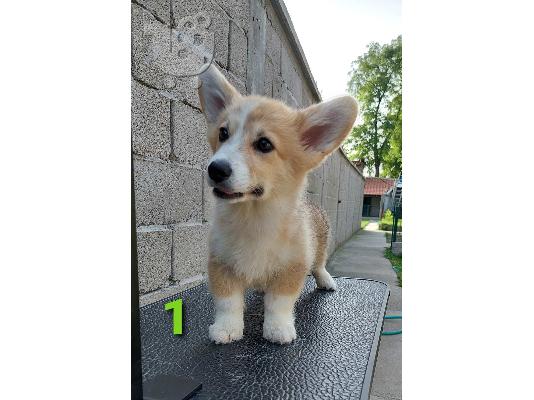 Welsh Corgi κουτάβια
