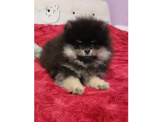 PoulaTo: αρκουδάκια Pomeranian BOO, κουτάβια Pomeranian Spitz