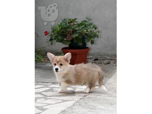 Pembroke Welsh Corgi ΚΟΡΥΦΑΙΑ κουτάβια