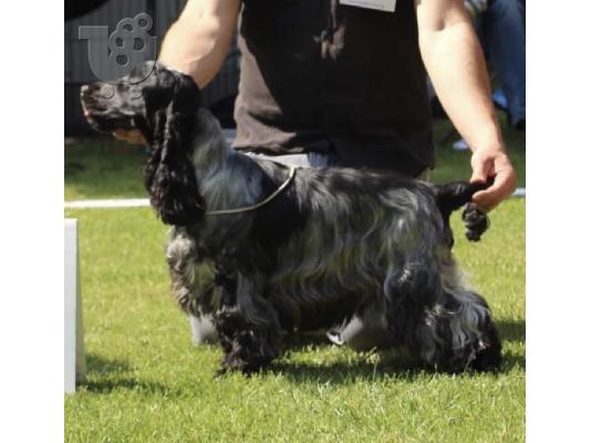 Αγγλικό Κόκερ Σπάνιελ κουτάβια
