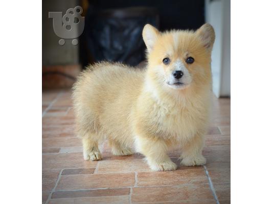 Κουτάβια Welsh Corgi Pembroke