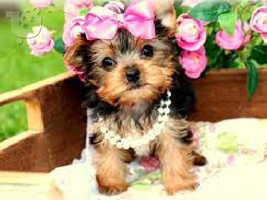 PoulaTo: Yorkshire Terrier Mini