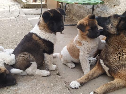 PoulaTo: American Akita - Αμερικανικό Ακίτα