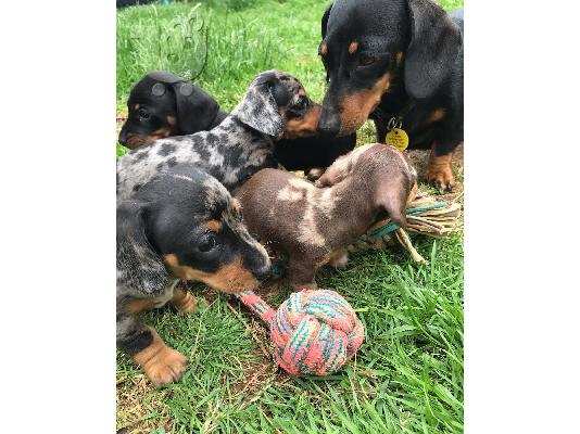 Χριστούγεννα Dachshund