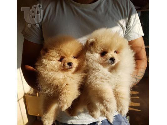 PoulaTo: Κουτάβια AKC Cavapoo