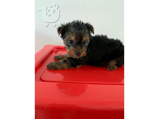 PoulaTo: Yorkshire terrier puppy is now ready for adoption
