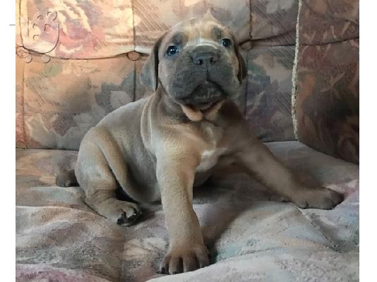 Πωλούνται όμορφα κουτάβια Cane Corso