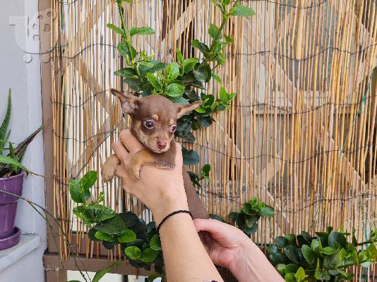 PoulaTo: Pinscher miniature Chocolate cream - Πίντσερ μινιατούρα Σοκολατί κρεμ