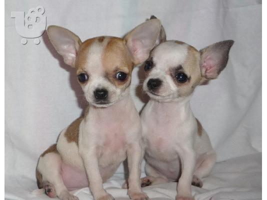 PoulaTo: Chihuahua mini
