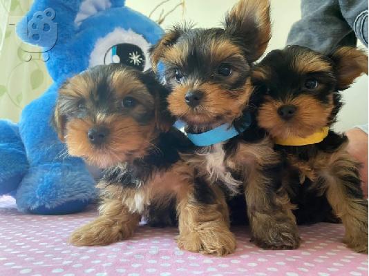 PoulaTo: κουτάβια yorkies