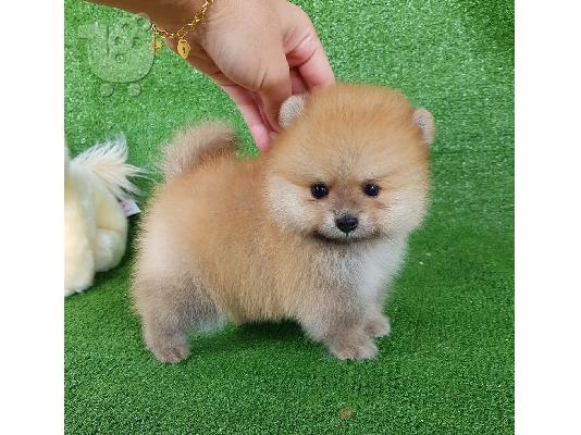 PoulaTo: Pomeranian toy
