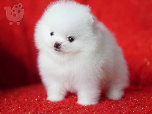 PoulaTo: Pomeranian toy