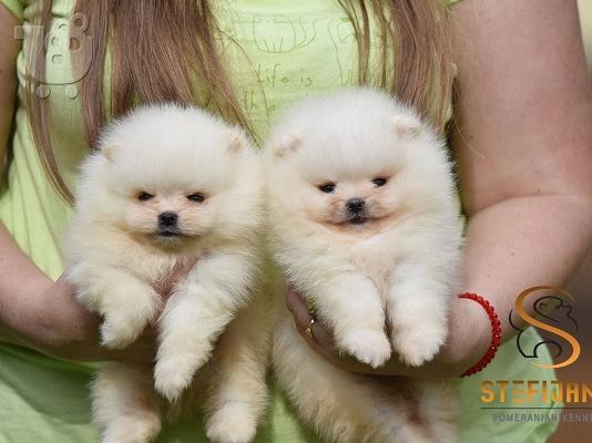 PoulaTo: Κουτάβια Pomeranian Boo, όμορφα αρκουδάκια