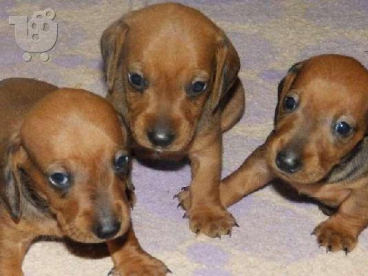 Kαλή τιμή!!!.Ντατσχουντ – 200 euro