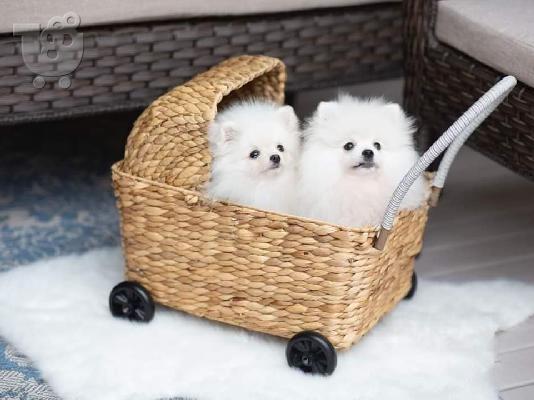 PoulaTo: Καταπληκτικά κουτάβια από Pomeranian!