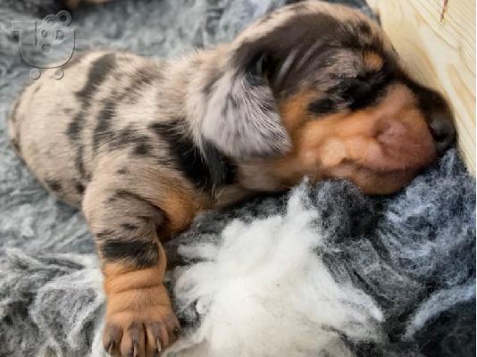 PoulaTo: Μινιατούρα Dachshunds