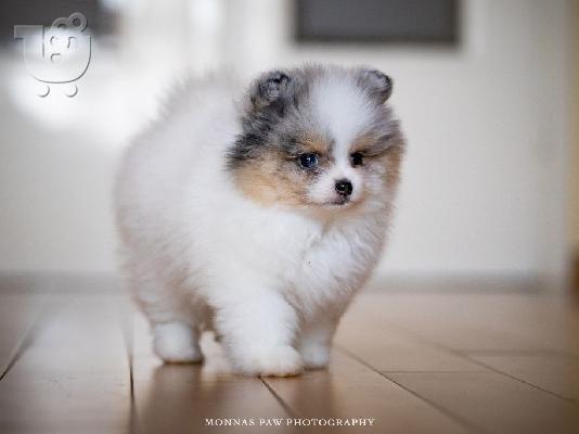 Υψηλής ποιότητας κουτάβια Pomeranian