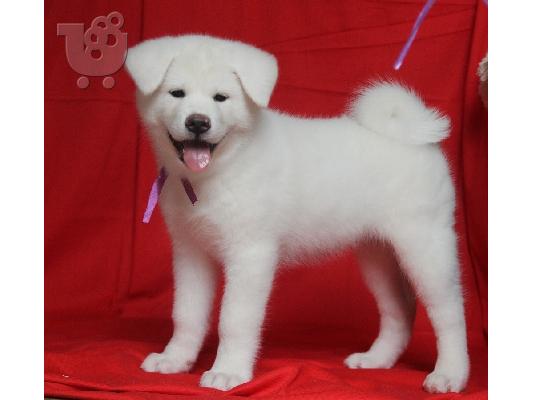 PoulaTo: Δύο κουτάβια Top Class Maltese Available