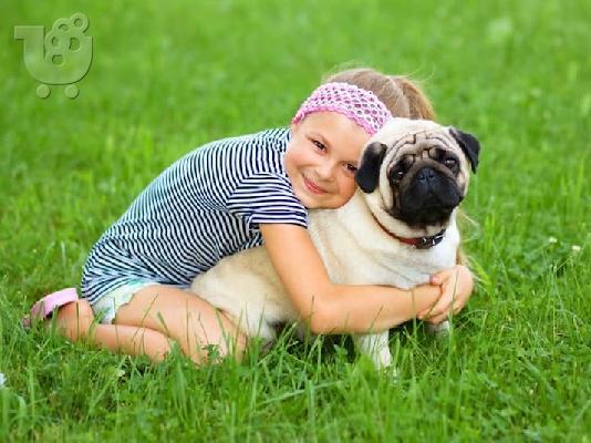 PoulaTo: Αρσενικά και θηλυκά κουτάβια Kc Pug 5 εβδομάδων