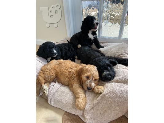PoulaTo: F2 Cockapoo κουτάβια προς πώληση στο Loving Forever Home