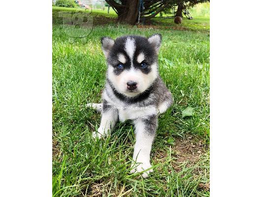 Γνήσια εκπληκτική F3 Pomskies.