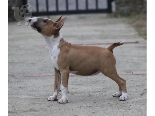 Bull Terrier κουτάβια