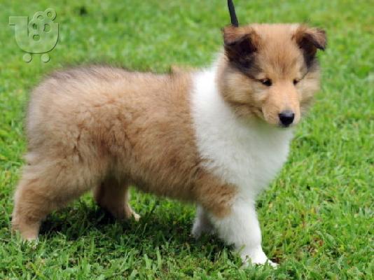 PoulaTo: Rough Collie Άνδρες και θηλυκά διαθέσιμα.