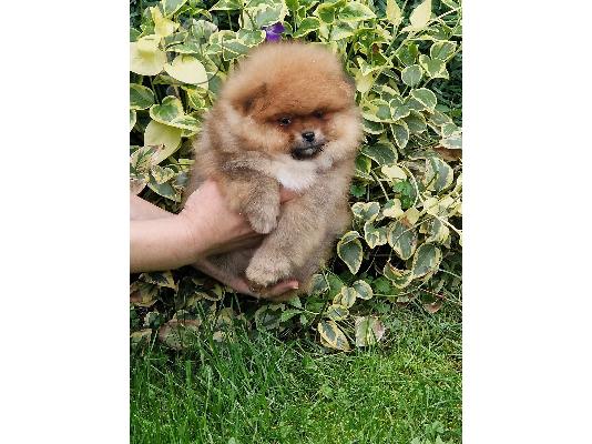Pomeranian Spitz κουτάβια