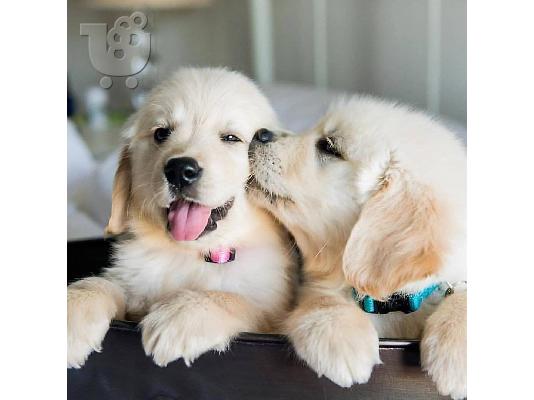 PoulaTo: Lovely Golden retriever κουτάβια Διαθέσιμο προς πώληση.
