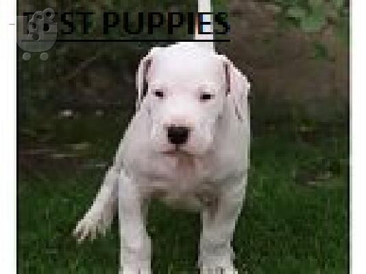 DOGO ARGENTINO