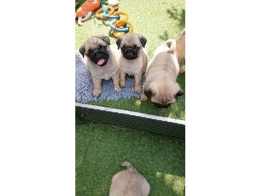 PoulaTo: Kc Pug κουτάβια