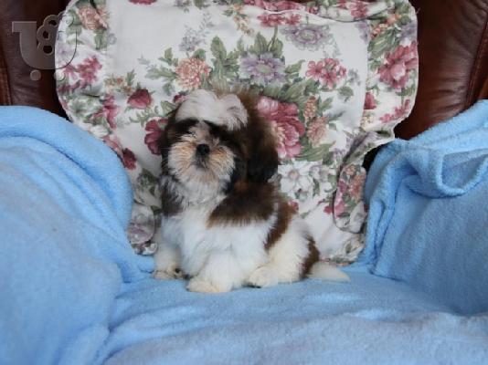PoulaTo: Ποιότητα Bred οικογένεια Rasied Shih Tzu προς πώληση
